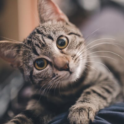Grey tabby cat with short fur