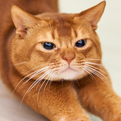 Orange cat stratching