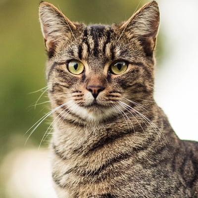 Grey tabby cat with short fur