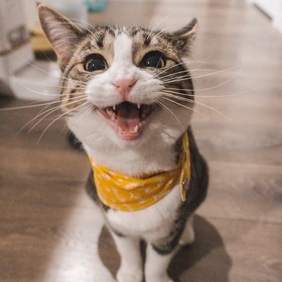 Grey and white tabby cat with open mouth