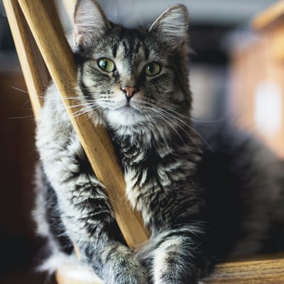 Grey tabby cat with long fur