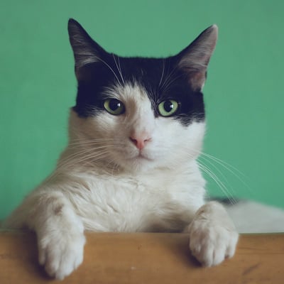 Black and white cat with green eyes