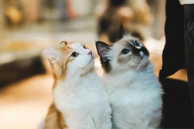 group-of-cats-1-1 group-of-cats-1-1