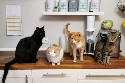group-of-cats-2-1